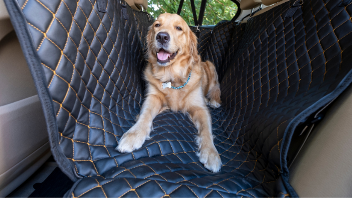Auto für Hunde
