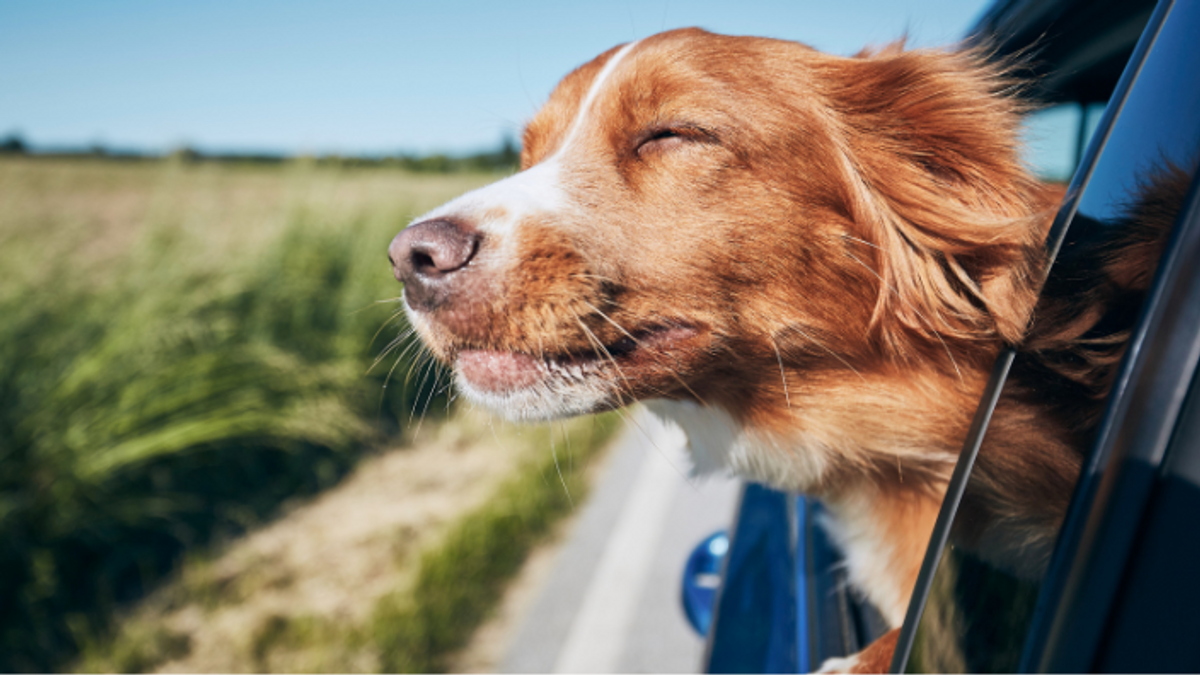 Hund im Auto